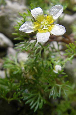 Ranunculus circinatus ? \ Spreizender Wasser-Hahnenfu, CH Stein am Rhein 14.6.2011