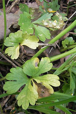 Ranunculus biformis ? \ Zweifrmiger Gold-Hahnenfu / Two-Form Goldilocks, CH Biel-Benken 13.4.2011