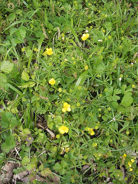 Ranunculus biformis ? \ Zweifrmiger Gold-Hahnenfu / Two-Form Goldilocks, CH Biel-Benken 13.4.2011