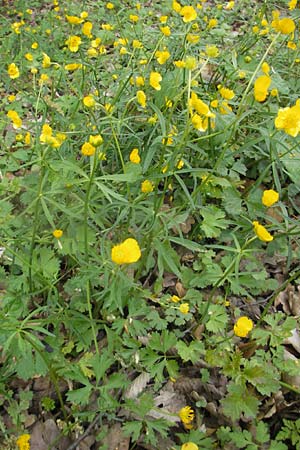 Ranunculus lyratus \ Birsigtaler Gold-Hahnenfu, CH Biederthal 13.4.2011