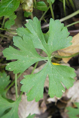 Ranunculus lyratus \ Birsigtaler Gold-Hahnenfu / Birsigtal Goldilocks, CH Biederthal 13.4.2011