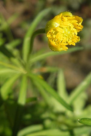 Ranunculus quinatus \ Blauen-Gold-Hahnenfu / Blauen Goldilocks, CH Burg im Leimental 13.4.2011