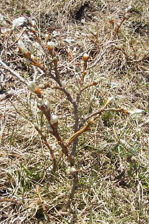 Salix caprea \ Sal-Weide / Goat Willow, CH Gotthard 5.6.2010