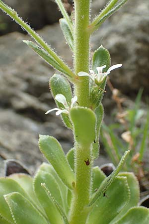 Saxifraga cotyledon \ Strau-Steinbrech, CH Gotthard 4.6.2017