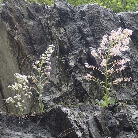 Saxifraga cotyledon \ Strau-Steinbrech, CH Gotthard 4.6.2017