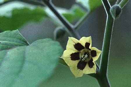 Physalis peruviana \ Kap-Stachelbeere, Andenbeere / Cape Gooseberry, CH Stein am Rhein 16.10.2005