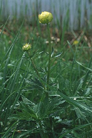 Trollius europaeus \ Trollblume / Globe Flower, CH Jaun-Pass 24.6.1984