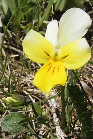 Viola saxatilis \ Gebirgs-Veilchen / Rock Pansy, CH Gotthard 5.6.2010