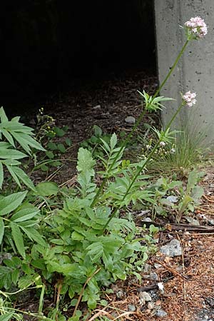 Valeriana officinalis agg. / Common Valerian, CH Gotthard 4.6.2017