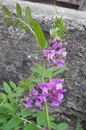 Vicia sepium \ Zaun-Wicke / Bush Vetch, CH Stein am Rhein 14.6.2011