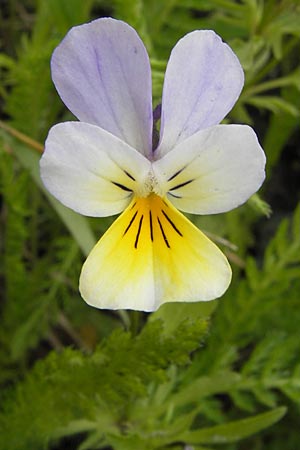 Viola saxatilis \ Gebirgs-Veilchen, CH Bourg-St. -Pierre 18.5.2013