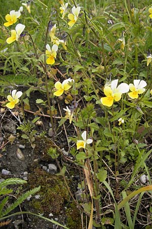 Viola saxatilis \ Gebirgs-Veilchen / Rock Pansy, CH Bourg-St. -Pierre 18.5.2013