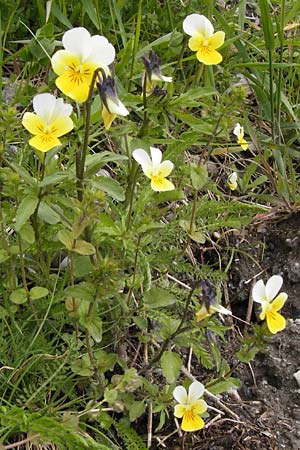 Viola saxatilis \ Gebirgs-Veilchen / Rock Pansy, CH Bourg-St. -Pierre 18.5.2013