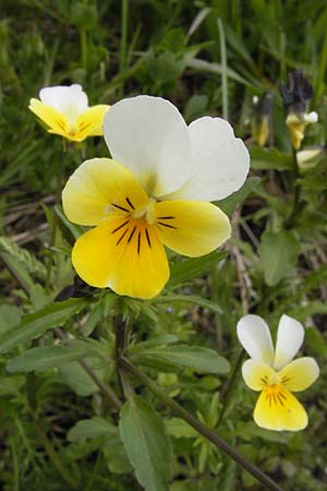 Viola saxatilis \ Gebirgs-Veilchen, CH Bourg-St. -Pierre 18.5.2013