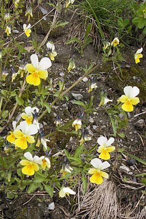 Viola saxatilis / Rock Pansy, CH Bourg-St. -Pierre 18.5.2013