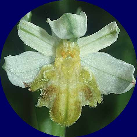 Ophrys apifera var. basiliensis / Basel Bee Orchid, CH  Basel 13.6.2001 