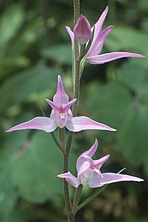 Cephalanthera rubra / Red Helleborine, CH  Geneve 23.6.1984 