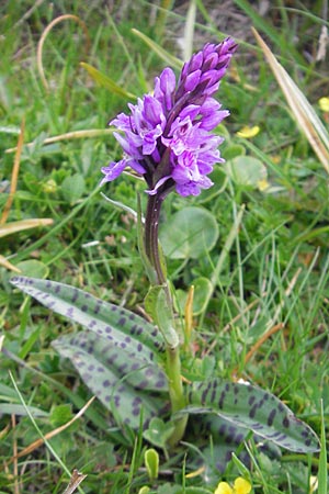 Dactylorhiza fuchsii \ Fuchssche Fingerwurz, Fuchssches Knabenkraut / Common Spotted Orchid, CH  Gotthard 25.6.2010 