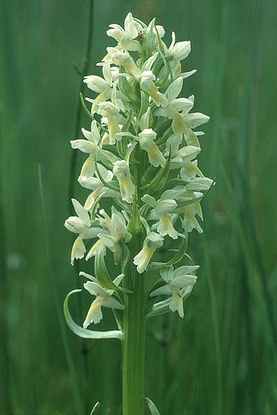 Dactylorhiza ochroleuca \ Strohgelbe Fingerwurz, Strohgelbes Knabenkraut, Liechtenstein,   21.6.1991 