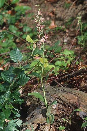 Epipactis placentina / Piacenza Helleborine, CH  Landquart 21.7.2001 