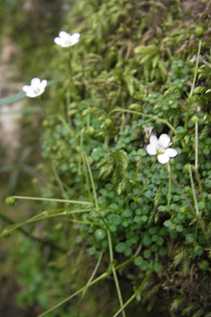 Arenaria balearica \ Balearen-Sandkraut, Korsika Zonza 2.6.2010