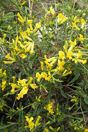 Anthyllis hermanniae \ Dorniger Wundklee / Shrubby Kidney Vetch, Korsika/Corsica Zonza 2.6.2010