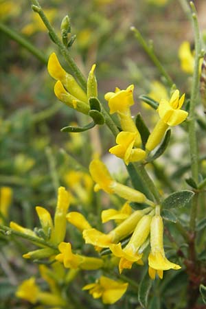 Anthyllis hermanniae \ Dorniger Wundklee / Shrubby Kidney Vetch, Korsika/Corsica Zonza 2.6.2010