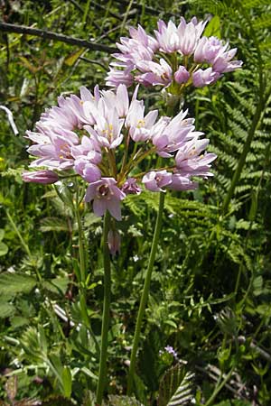 Allium roseum \ Rosen-Lauch / Rosy Garlic, Korsika/Corsica Col de Teghime 23.5.2010