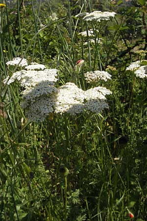 Achillea ligustica \ Ligurische Schafgarbe / Ligurian Milfoil, Korsika/Corsica L'Ile-Rousse 24.5.2010