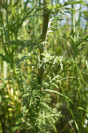 Achillea ligustica \ Ligurische Schafgarbe, Korsika L'Ile-Rousse 24.5.2010