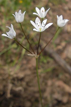 Allium neapolitanum \ Neapolitanischer Lauch / White Garlic, Korsika/Corsica Porto 28.5.2010