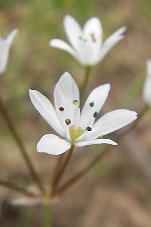 Allium neapolitanum \ Neapolitanischer Lauch / White Garlic, Korsika/Corsica Porto 28.5.2010