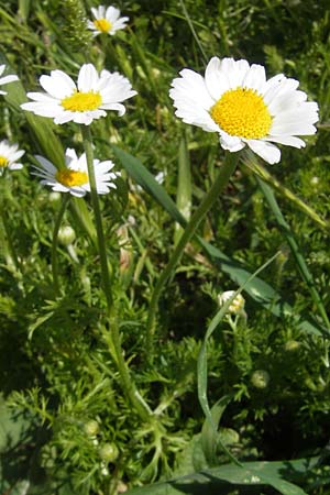 Anthemis cotula \ Stinkende Hundskamille / Stinking Chamomile, Mayweed, Korsika/Corsica Col de Teghime 23.5.2010