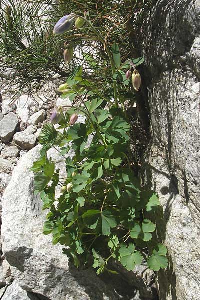 Aquilegia bernardi \ Bernards Akelei / Bernard's Columbine, Korsika/Corsica Restonica 26.5.2010