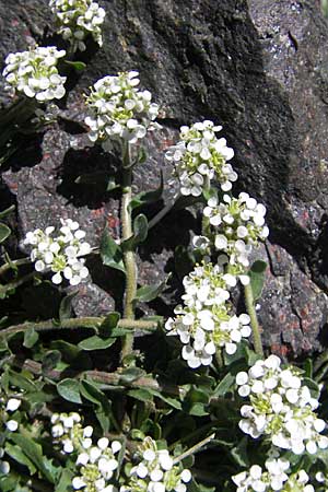 Arabis collina \ Hgel-Gnsekresse, Korsika Monte Cinto 25.5.2010