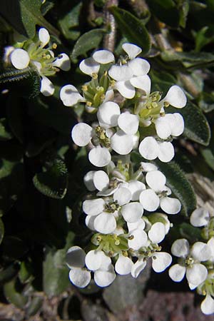 Arabis collina \ Hgel-Gnsekresse, Korsika Monte Cinto 25.5.2010