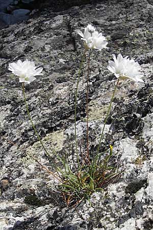 Armeria leucocephala \ Weie Grasnelke, Korsika Scala di Santa Regina 27.5.2010