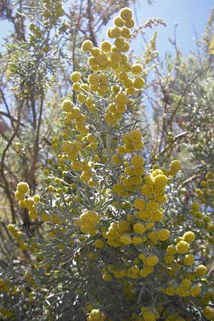 Artemisia arborescens \ Strauch-Beifu / Tree Wormwood, Shrubby Wormwood, Korsika/Corsica Bonifacio 1.6.2010