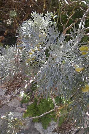 Artemisia arborescens \ Strauch-Beifu / Tree Wormwood, Shrubby Wormwood, Korsika/Corsica Bonifacio 1.6.2010