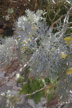 Artemisia arborescens \ Strauch-Beifu, Korsika Bonifacio 1.6.2010