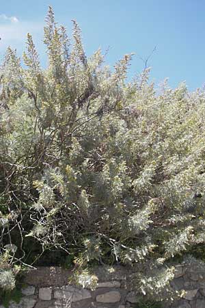 Artemisia arborescens \ Strauch-Beifu, Korsika Bonifacio 1.6.2010