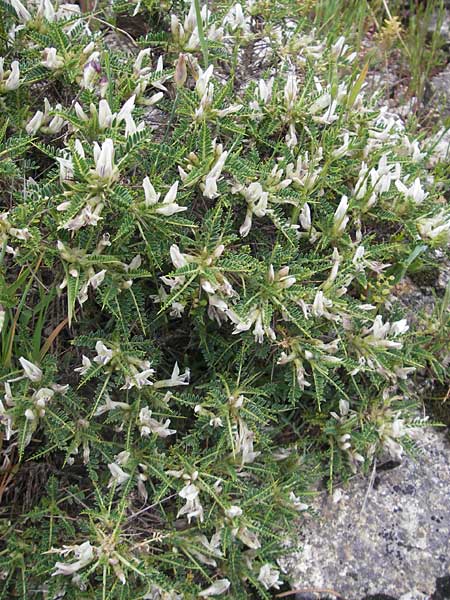 Astragalus massiliensis \ Marseille-Tragant / Marseille Milk-Vetch, Korsika/Corsica Col de Bavella 2.6.2010