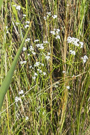 Galium palustre agg. \ Sumpf-Labkraut, Korsika Etang de Biguglia 3.6.2010