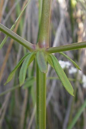 Galium palustre agg. \ Sumpf-Labkraut, Korsika Etang de Biguglia 3.6.2010