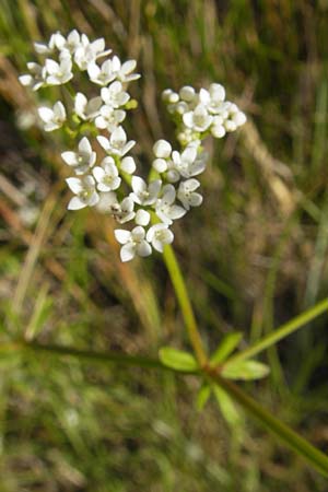 Galium palustre agg. \ Sumpf-Labkraut / Common Marsh Bedstraw, Korsika/Corsica Etang de Biguglia 3.6.2010