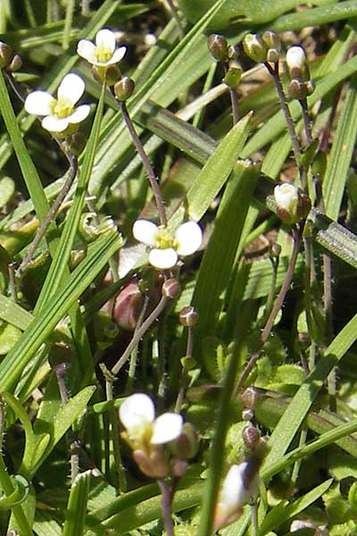 Arabis bellidifolia subsp. bellidifolia \ Gabelhaar-Gnsekresse, Zwerg-Gnsekresse / Daisyleaf Rock-Cress, Korsika/Corsica Monte Cinto 25.5.2010