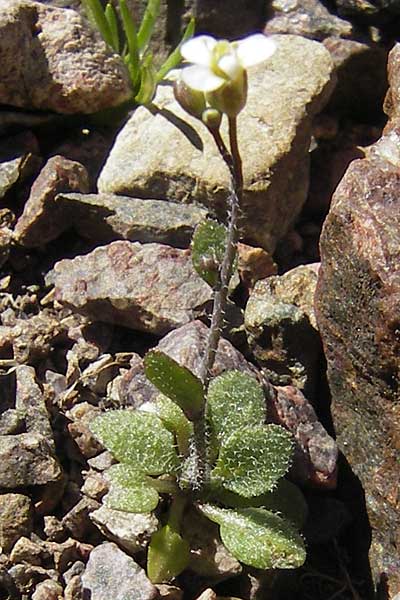 Arabis bellidifolia subsp. bellidifolia \ Gabelhaar-Gnsekresse, Zwerg-Gnsekresse, Korsika Monte Cinto 25.5.2010