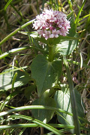 Valeriana montana \ Berg-Baldrian / Mountain Valerian, Korsika/Corsica Restonica 26.5.2010