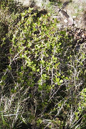 Berberis vulgaris subsp. aetnensis / Etna Barberry, Corsica Monte Cinto 25.5.2010