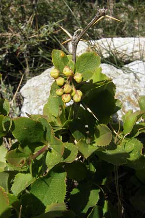 Berberis vulgaris subsp. aetnensis \ tna-Berberitze / Etna Barberry, Korsika/Corsica Restonica 26.5.2010